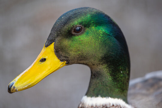 Close-up portrait of Male Mallard Duck (Anas platyrhynchos) as he Looks at Camera
