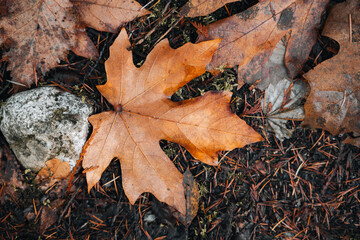 Fall maple leaf with fall colours.