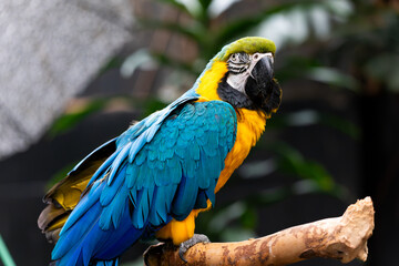 blue and yellow macaw on a perch. 