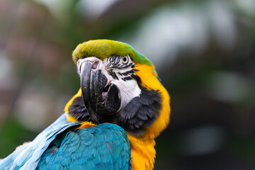 blue and yellow macawclose up. 