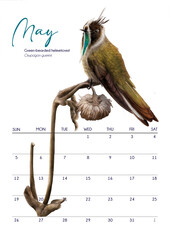 Calendario 2024, may hummingbird - obrazy, fototapety, plakaty