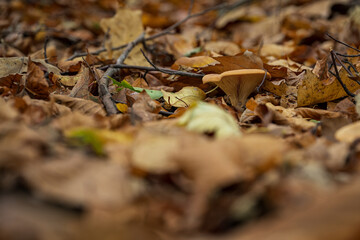 A fungus growing in fallen leaves.