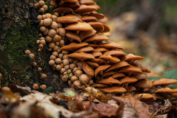 Wood rot fungus on a stump.