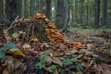 Wood rot fungus on a stump.