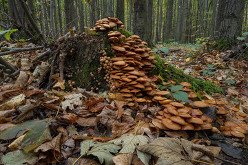 Wood rot fungus on a stump.