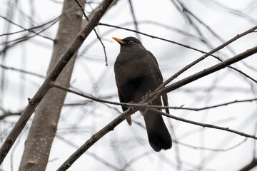 A male blackbird on a leafless tree branch.