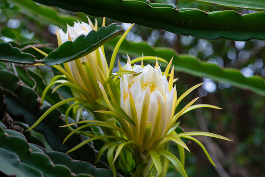 Dragon fruit flower, beautiful dragon fruit flower and all its details, selective focus.