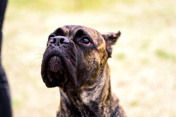 Portrait of Dogo Canario is a Spanish breed of large dog of mastiff