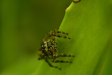 araña diminuta en una hoja con varios ojos