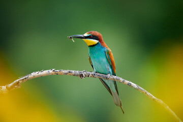 European bee-eater, Merops apiaster, with a dragonfly in its beak.