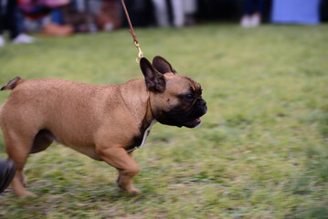 small companion dog. the fawn french bulldog.