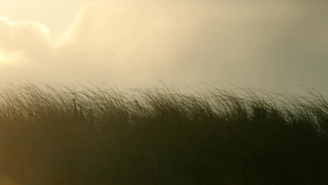 Windy Beach Grass in the Dunes at Chatham, Cape Cod in Massachusetts,