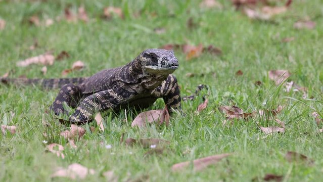 Australian Lace Monitor in search of food
