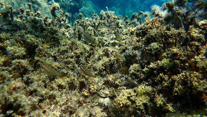 East Atlantic peacock wrasse (Symphodus tinca) juvenile undersea, Aegean Sea, Greece, Halkidiki