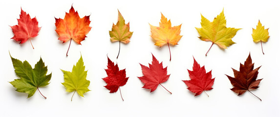 maple leaf's on white background, red and green maple leaves.  