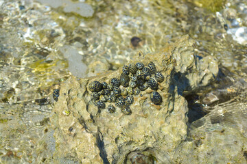 Checkered Nerite or Nerita tessellata, a species of tropical sea snail clamped high on the sea rock. 