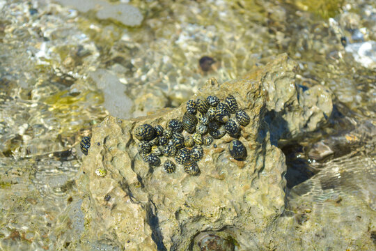 Checkered Nerite or Nerita tessellata, a species of tropical sea snail clamped high on the sea rock. 