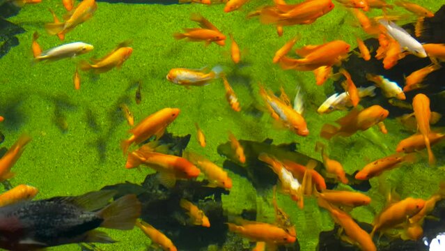 Orange cichlids with catfish swim slowly in the aquarium