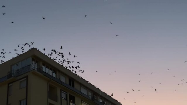 Birds flock take off flying from city building roof against orange vibrant sunset sky, slow motion