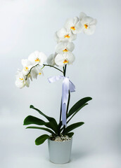 A vertical image of a double stem white orchid plant isolated on white background
