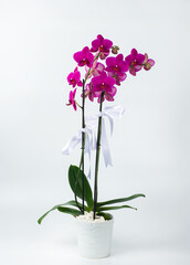 A vertical image of a double stem pink orchid plant isolated on white background