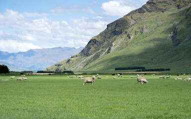Fototapeta na wymiar New Zealand sheep in a paddock scenic landscape