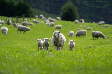 New Zealand Sheep with lambs on farm  - obrazy, fototapety, plakaty