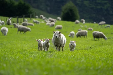 Fotobehang Schapen Sheep and lambs grazing on pasture in New Zealand livestock farming agriculture landscape  © Daniel Thomas