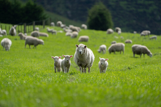 Sheep and lambs grazing on pasture in New Zealand livestock farming agriculture landscape