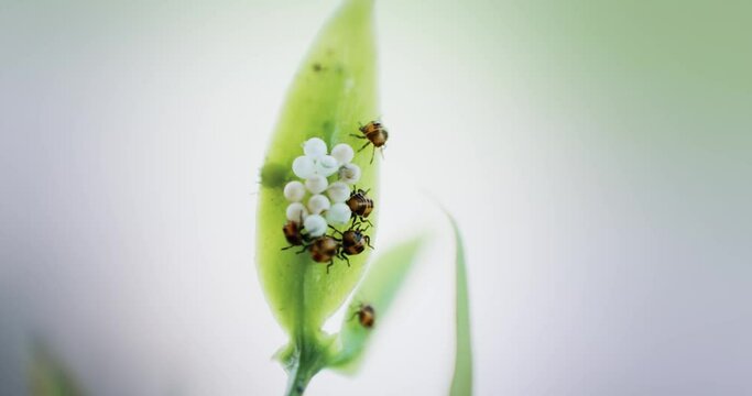 Brown marmorated stink bug eggs and nymphs instar on leaf, Halyomorpha halys