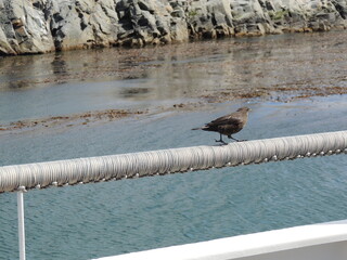 bird in the water