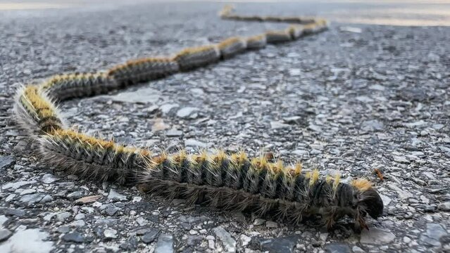 Row of processionary caterpillars moth, Thaumetopoea pityocampa, cinematic shot