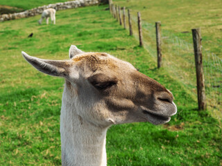 Portrait of funny alpaca with light color fur in an open zoo or farm on green grass.