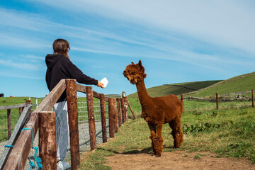 Teenager girl and brown fur alpaca in open zoo or contact farm. Warm sunny day with blue sky....