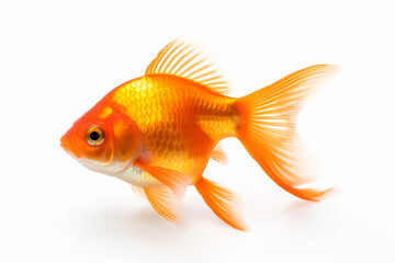 Fototapeta premium Beautiful goldfish isolated on white background, side view.generative ai