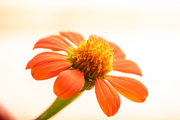 Orange flower, beautiful orange flower in detail with light background on rustic wood, selective...
