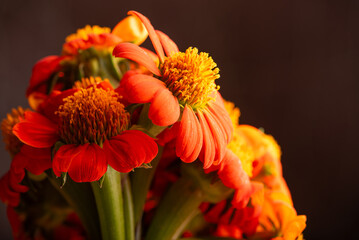 Orange flower, beautiful orange flower in detail with dark background, selective focus