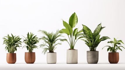 Fototapeta premium potted plants for the interior. Isolated on white background.,