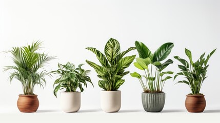 Obraz premium potted plants for the interior. Isolated on white background.,