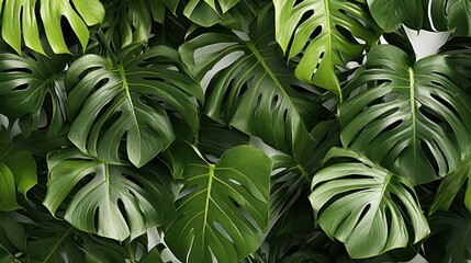 Tropical palm leaves Monstera on white background ,