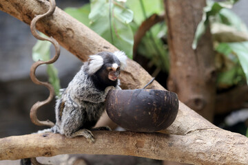 Common Marmoset (Callithrix jacchus) with a cute face on a tree.