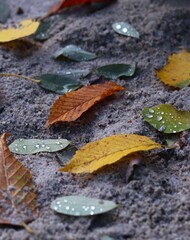 colorful autumn fallen leaves with water drops on wet sand. autumn pattern, colorful autumn, autumn dew