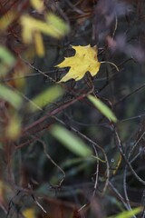 a yellow maple leaf ensnared in a tangle of thin red branches of a bush with yellow and green leaves. autumn background, autumn melancholy, seasonal changes, off-season, nature in autumn concept