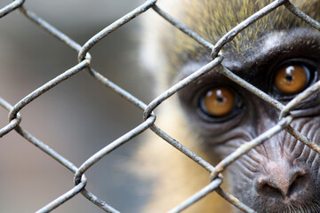 wire cage with blurred background of the face of a mandrill monkey or mandrillus sphinx, a primate...
