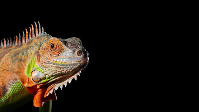 a colorful iguana posing against a dark background