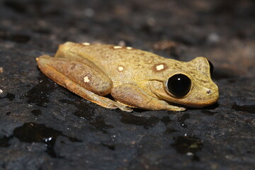 Australian lace-lid (Litoria dayi)