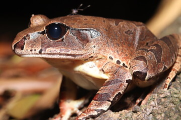 Northern Barred Frog in Australia