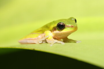 Dwarf Tree Frog in Queensland Australia