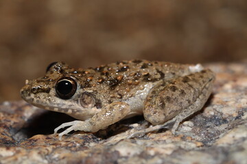 Bumpy Rocket Frog (Litoria inermis)