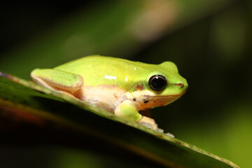 Eastern dwarf tree frog (Litoria fallax)